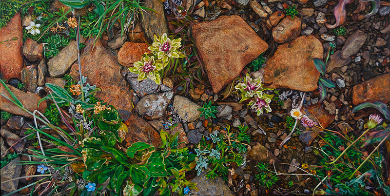Rocky Ground with Yellow-Pink Paintbrush and Forget-me-nots
