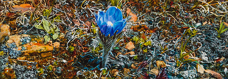 Blue Crocus