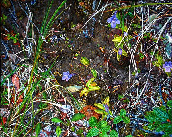 Common Butterwort