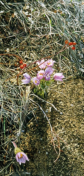 Crocus with Rosehips