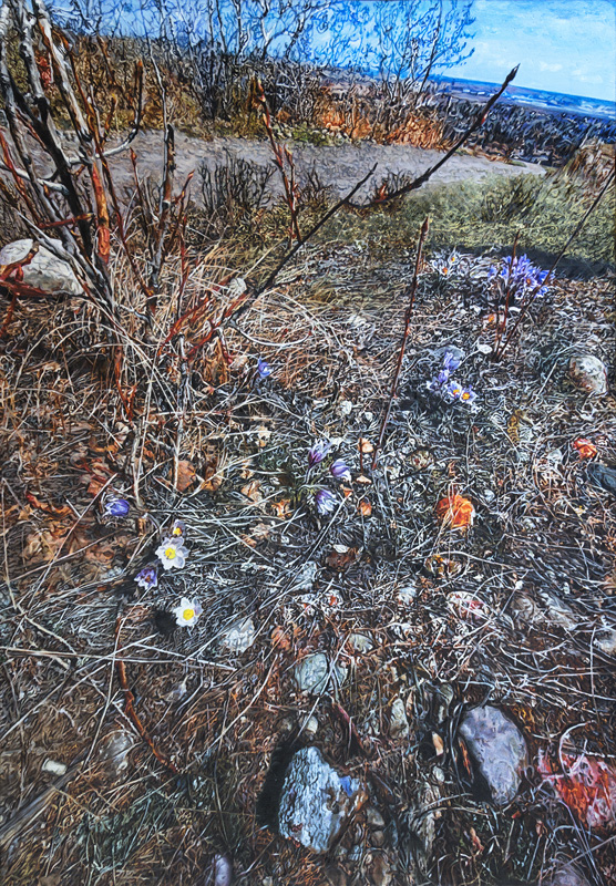 Early Spring Bowmont Park