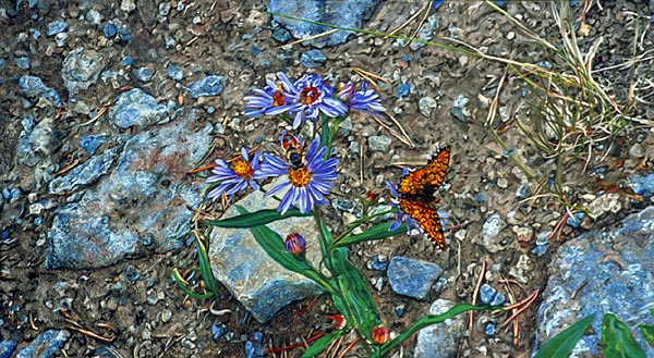 Grass Pass Butterfly