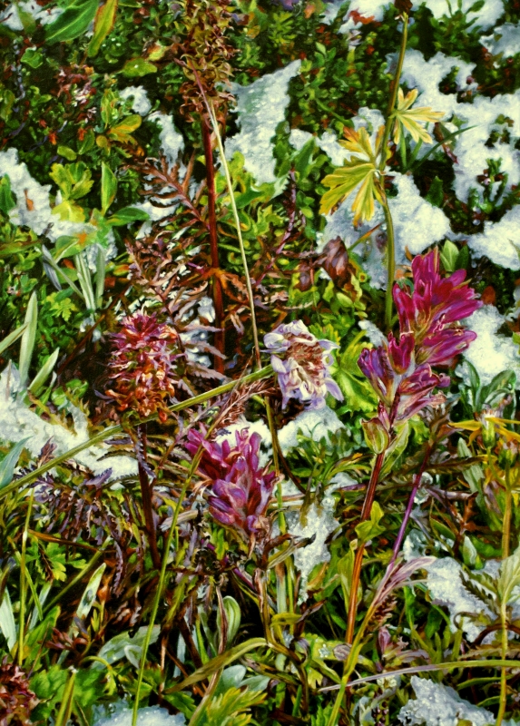 Helen Lake Paintbrush