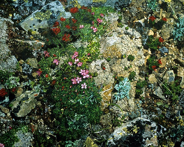 Pigeon Mountain Groundscape