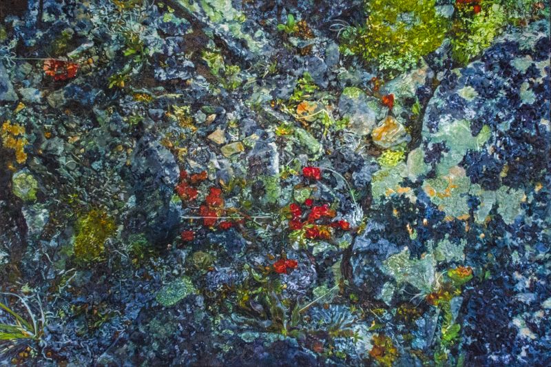 Roseroot on Powderface Ridge