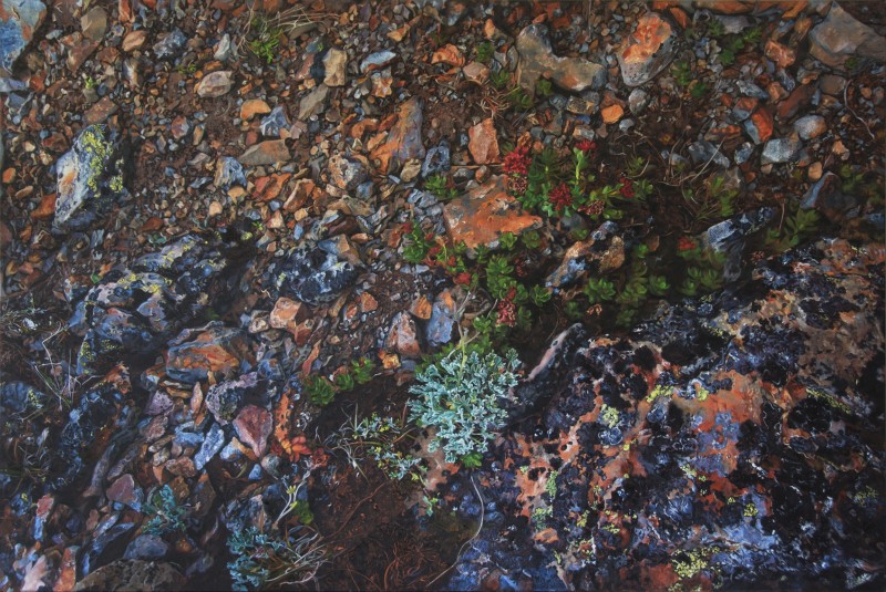 Roseroot on Wasootch Ridge