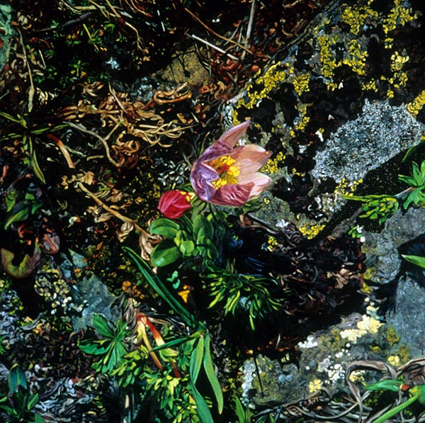 Shooting Star and Crocus