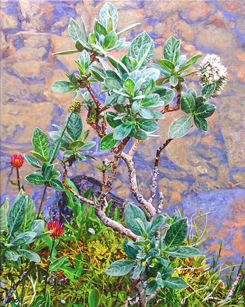 Silver Wolf Willow with Asters