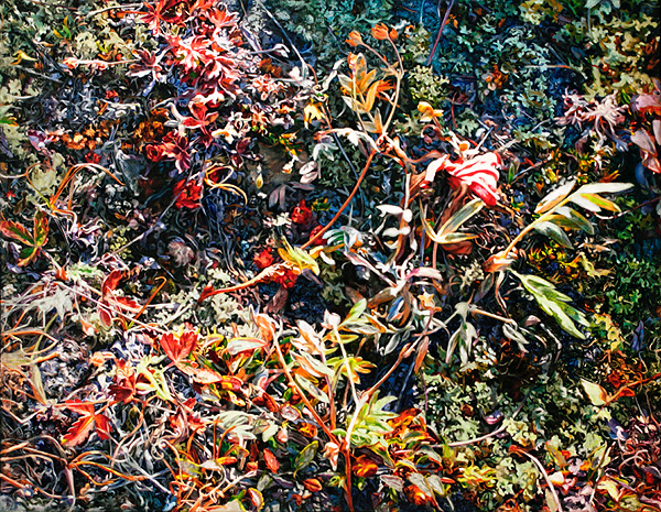 Tangled Fall Foliage