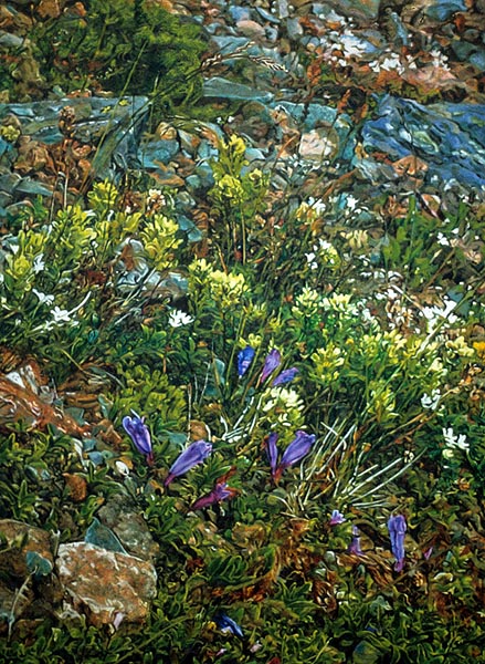 Yellow Paintbrush with Purple Gentian on Mt. St. Pirans