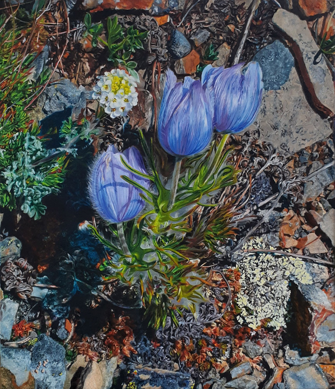 Three Crocus with White Flower (Alpine Smelowskis)