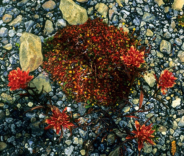 Alpine Paintbrush