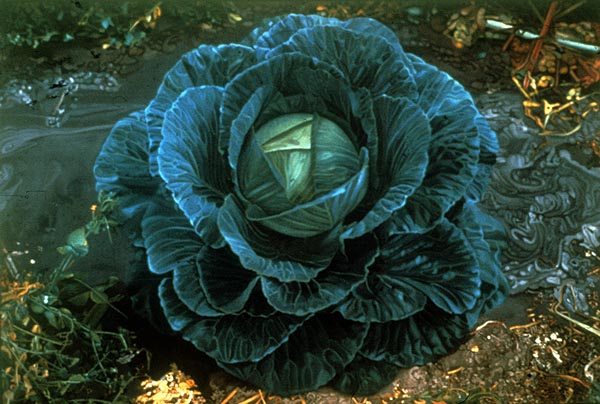 Cabbage