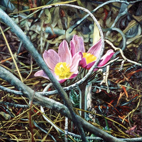 Lusk Creek Crocus