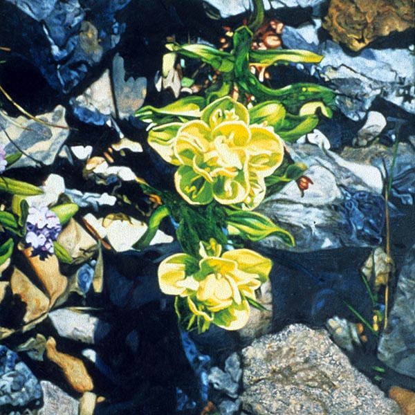 Yellow Paintbrush on Blackrock Mountain
